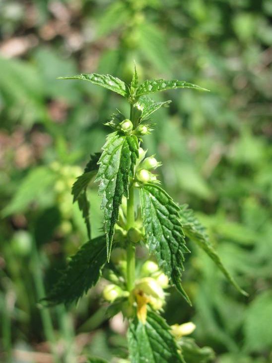 Lamium galeobdolon